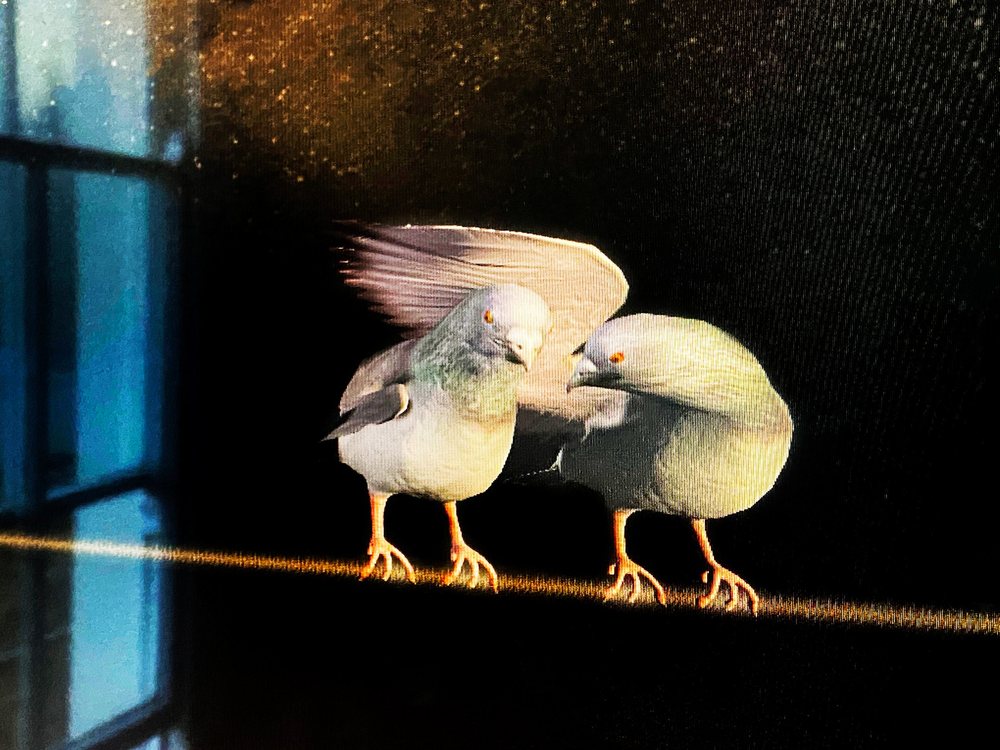 Two virtual birds preening on a wire, Birds on a Wire