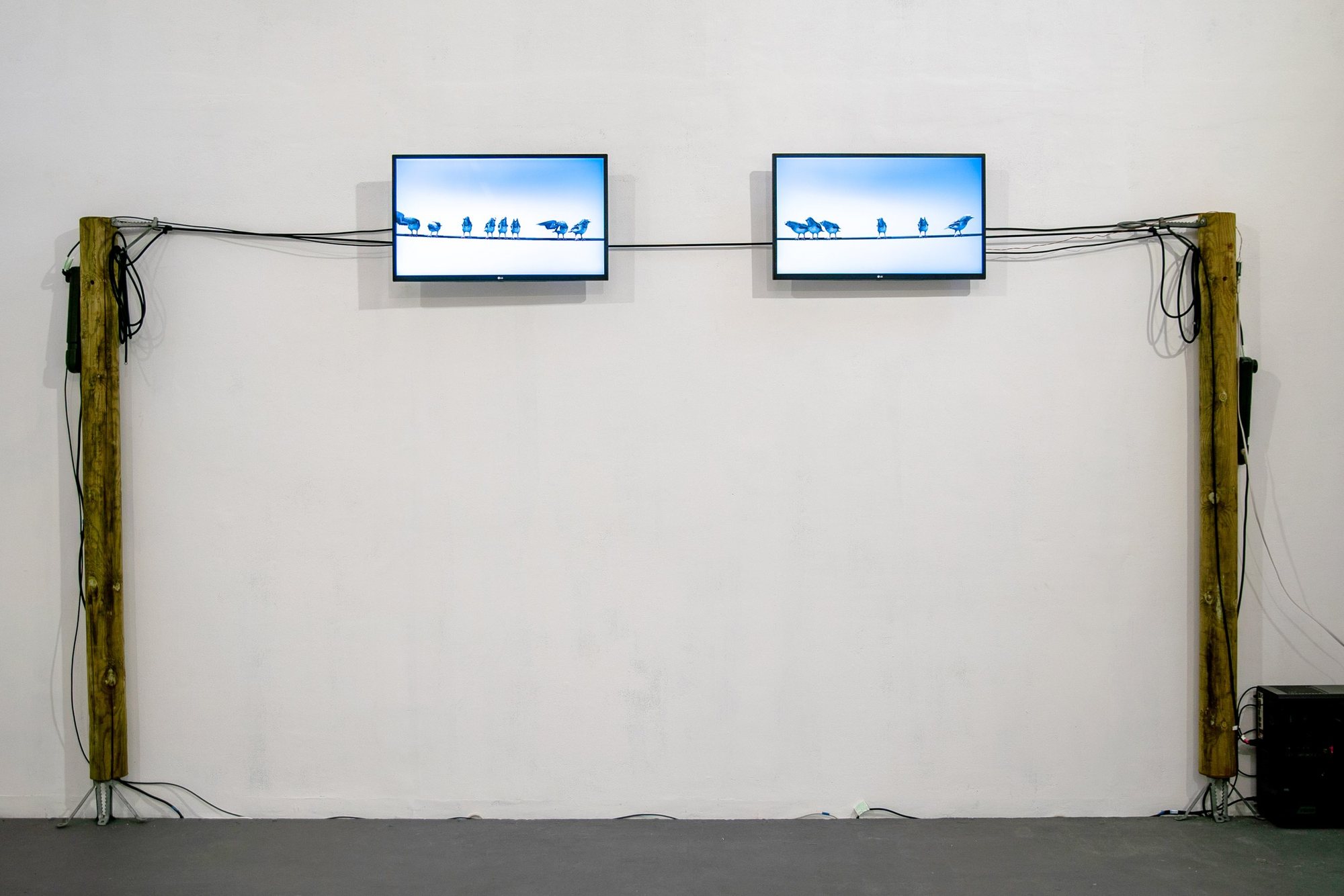 Birds on a Wire installation: two screens of virtual birds joined by a real electrical wire